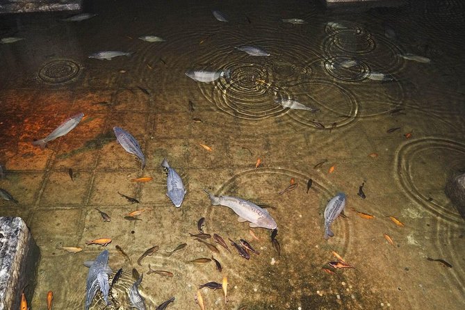 Basilica Cistern Skip the Line Ticket - Photos, dark corners, and what to expect with reflections
