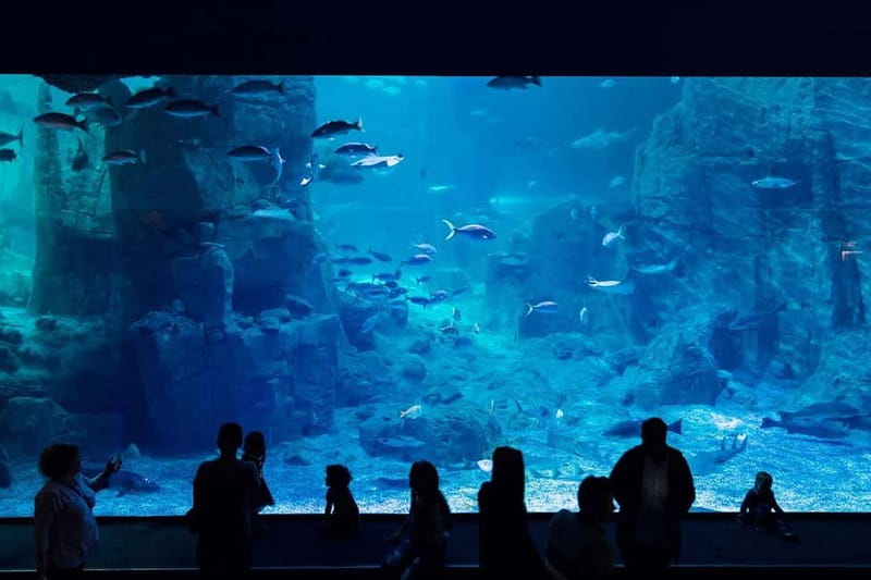 Istanbul: Aquarium Ticket and Round Trip Shuttle from Taksim - How Much Time Do You Really Have Inside?