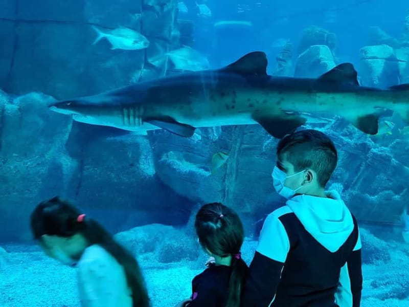 Istanbul: Aquarium Ticket and Round Trip Shuttle from Taksim - Skip-the-Line Entry: What It Actually Means in Your Day