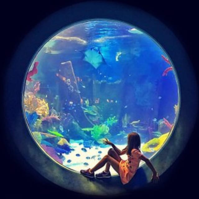 Istanbul: Aquarium Ticket with Shuttle Bus from Sultanahmet - Who should book this Istanbul Aquarium shuttle ticket
